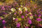 USA, California, Anza Borrego Desert State Park. Blooming desert flowers. Art Print